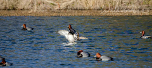 Redhead Ducks