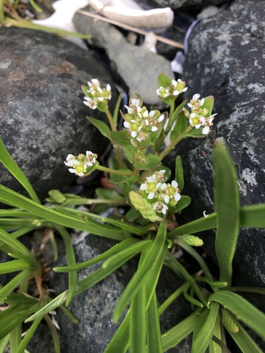 greenland cochlearia