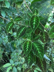 Image of Drymonia variegata