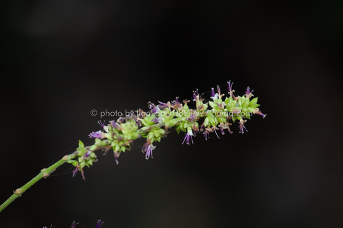 Pogostemon chinensis