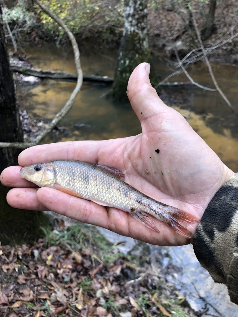 Western Creek Chubsucker in December 2020 by Andrew Austin · iNaturalist