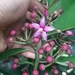 Ardisia humilis - Photo (c) KangAcuya Official, all rights reserved, uploaded by KangAcuya Official