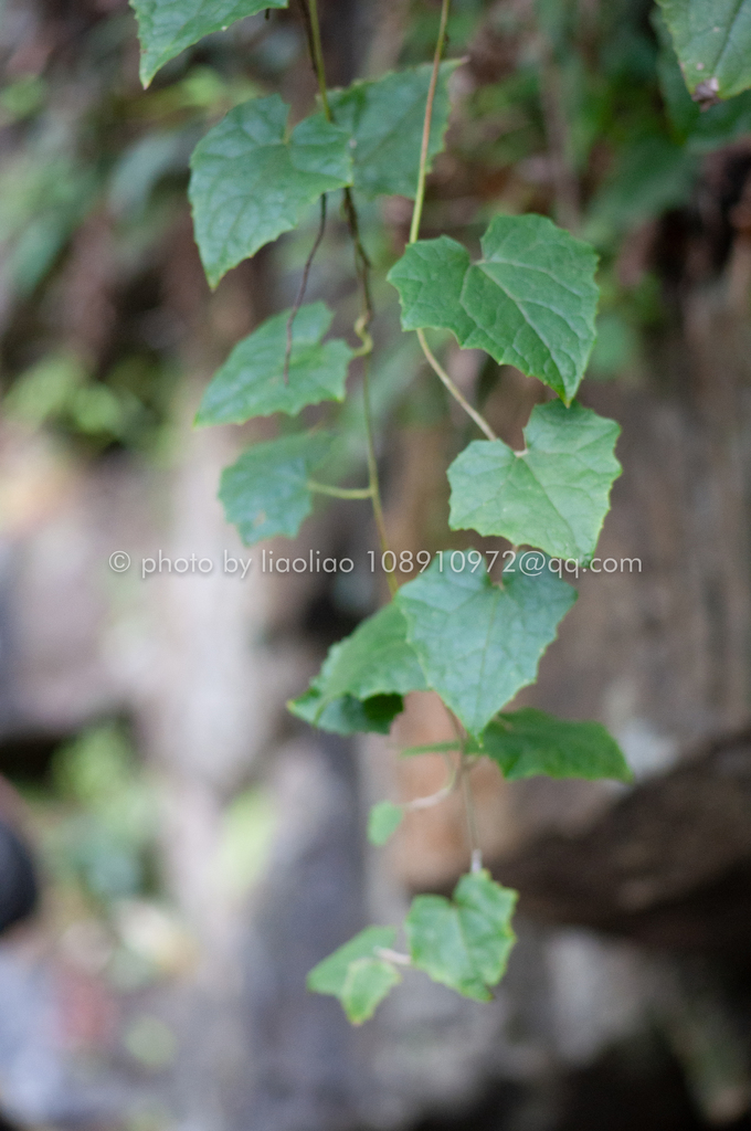 Cissampelopsis volubilis (Cissampelopsis volubilis)
