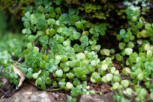 Pilea sinocrassifolia