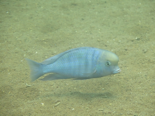Cyrtocara moorii
