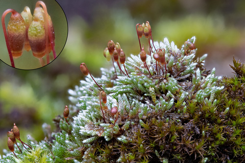 Bryum argenteum