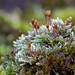 Silvery Bryum - Photo (c) Fero Bednar, all rights reserved, uploaded by Fero Bednar