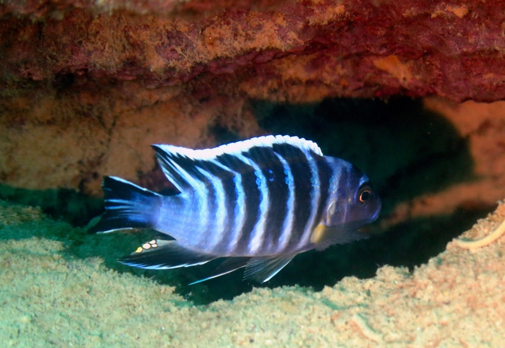 Mini-Zebra (Cynotilapia zebroides) · iNaturalist