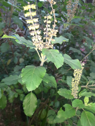 African Basil