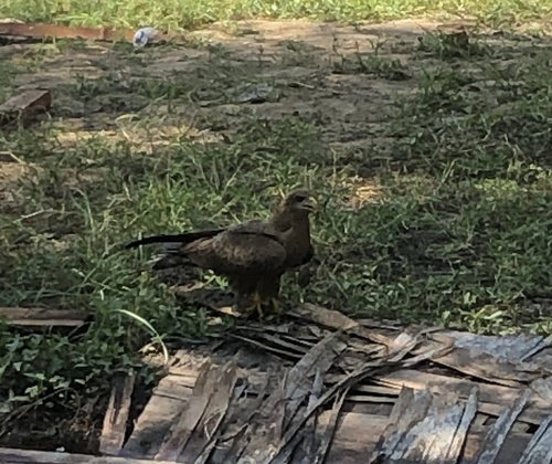 Black Kite