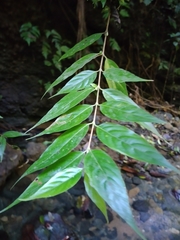Gonzalagunia osaensis image