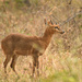Four-horned Antelope - Photo (c) Vineith, all rights reserved, uploaded by Vineith