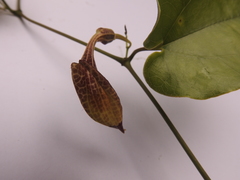 Aristolochia constricta image
