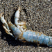 Blue Mud Shrimp - Photo (c) Wendy Feltham, all rights reserved, uploaded by Wendy Feltham