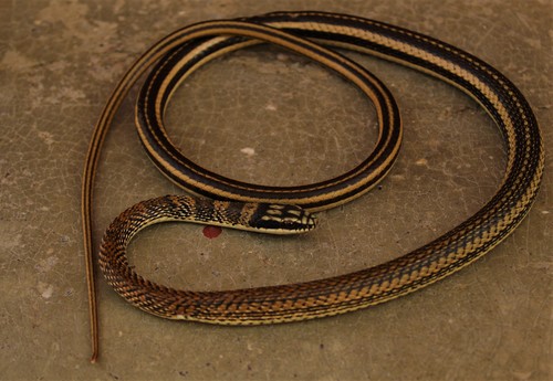 Mexican Patchnose Snake