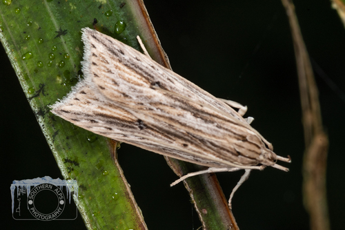 Donacostola notabilis
