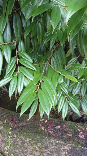 Castanopsis concinna