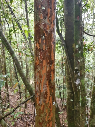 Gossia grayi