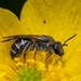 Lasioglossum - Photo (c) Alex, all rights reserved, uploaded by Alex