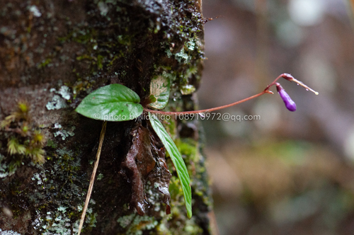Oreocharis argyreia