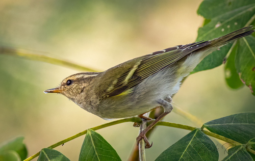 Yellow-browed Warbler