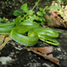 Rein Snake - Photo (c) guliwu_island, all rights reserved, uploaded by guliwu_island