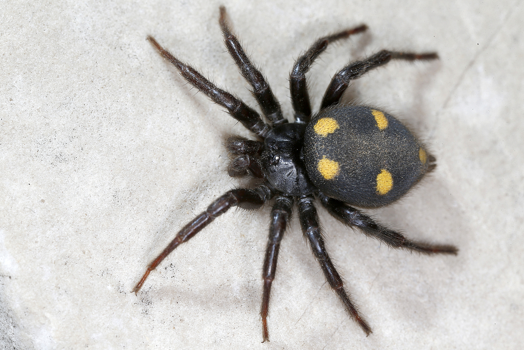 Five-spotted star-web spider (Uroctea durandi) · iNaturalist