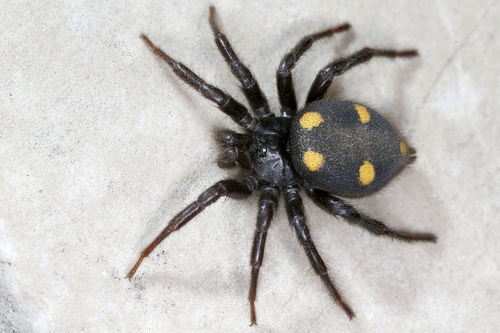 Five-spotted star-web spider
