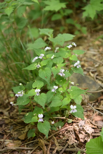 Long-stem violet