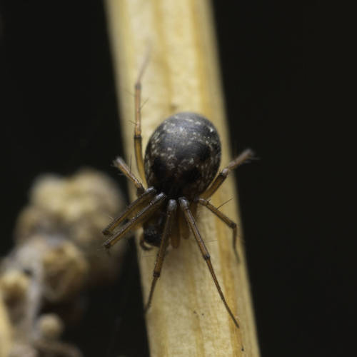 Lepthyphantes