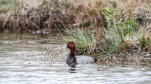 Redhead Ducks