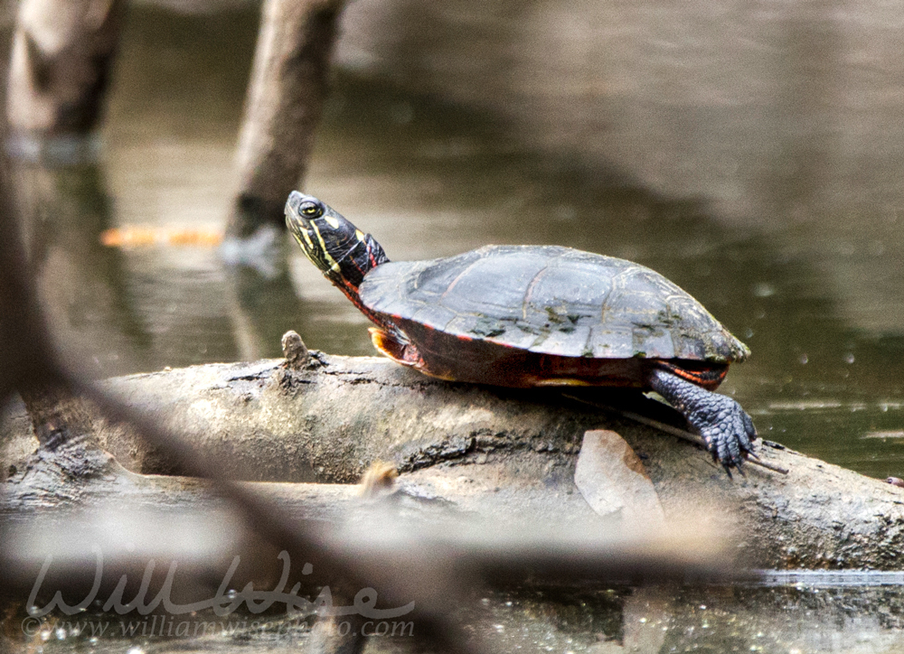 Painted Turtle