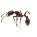 Pergande's Acorn Ant - Photo (c) Aaron Stoll, all rights reserved, uploaded by Aaron Stoll