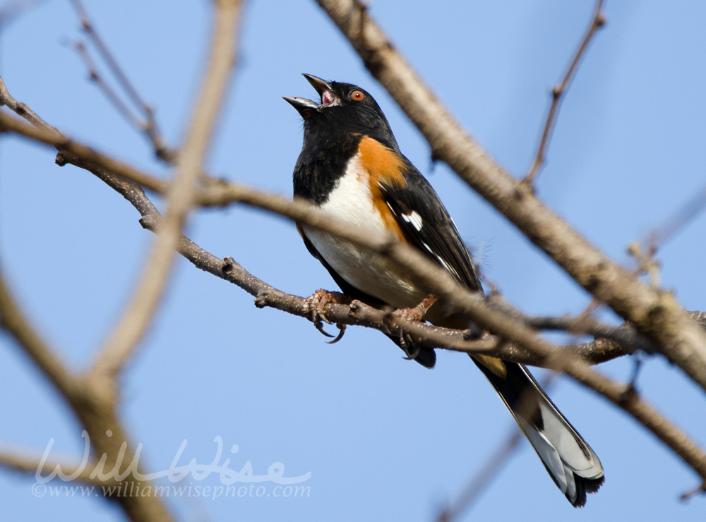 Eastern Towhee