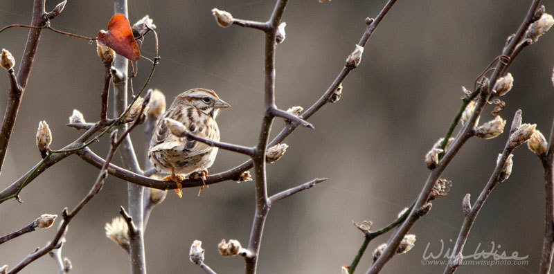 Song Sparrow