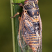 Cicadetta mediterranea - Photo (c) gernotkunz, all rights reserved, uploaded by gernotkunz
