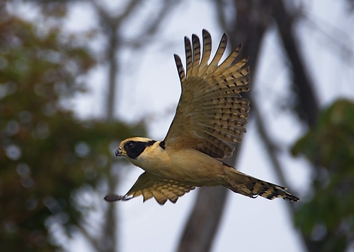 Laughing Falcon