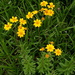 Verbesina parviflora - Photo (c) guadalupe_cornejo_tenorio, all rights reserved, uploaded by guadalupe_cornejo_tenorio