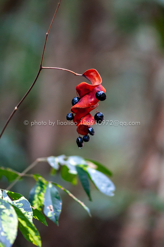 Archidendron utile