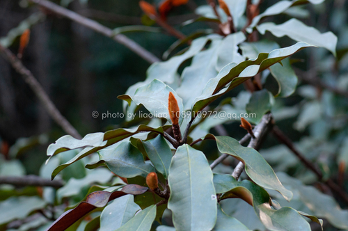 Magnolia kwangtungensis