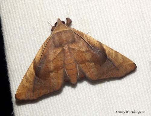 Episparis monochroma