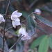 Camellia caudata - Photo (c) Agnes Trekker, todos los derechos reservados, subido por Agnes Trekker