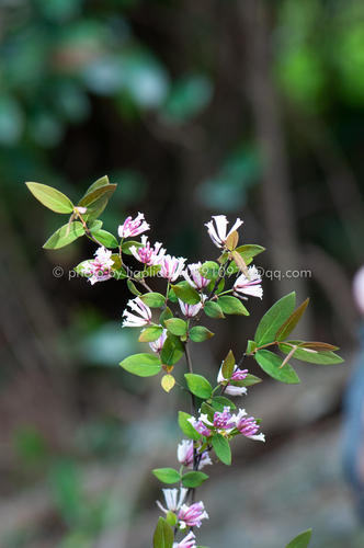 Wikstroemia monnula Hance