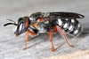 Dark Bees - Photo (c) gernotkunz, all rights reserved, uploaded by gernotkunz