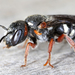 Nasute Dark Bee - Photo (c) gernotkunz, all rights reserved, uploaded by gernotkunz