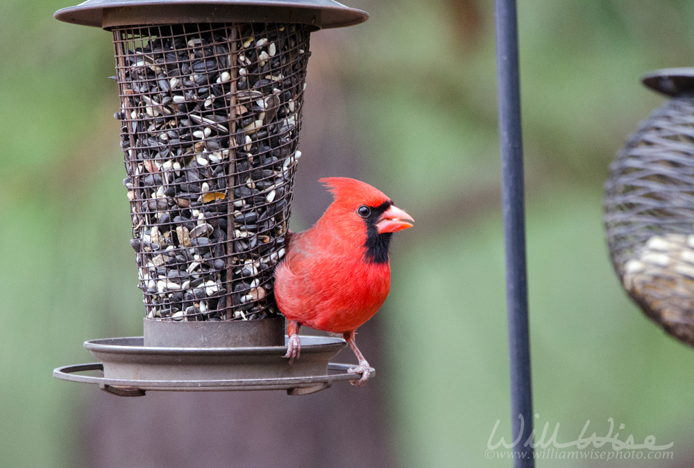 Male Cardinal