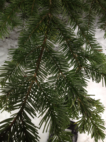 Pacific silver fir from South Fork Snoqualmie River, North Bend ...