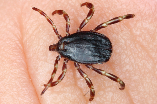 Hyalomma marginatum