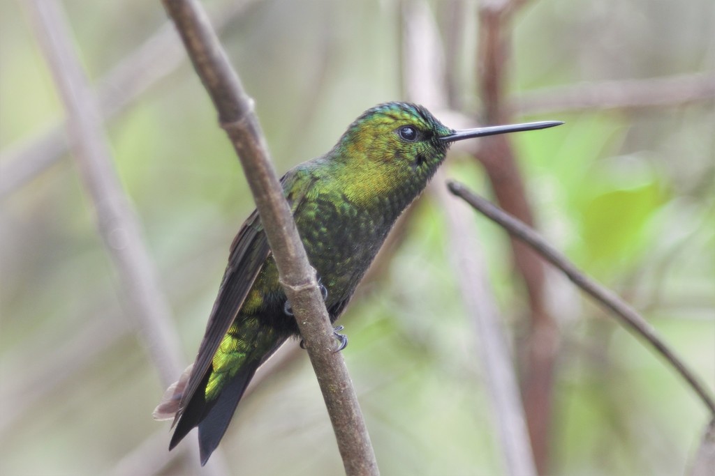 Black-thighed Puffleg photo
