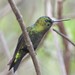 Black-thighed Puffleg - Photo (c) Dan Riley, all rights reserved, uploaded by Dan Riley